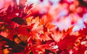 Autumn is Coming – How to Move in Fall Season